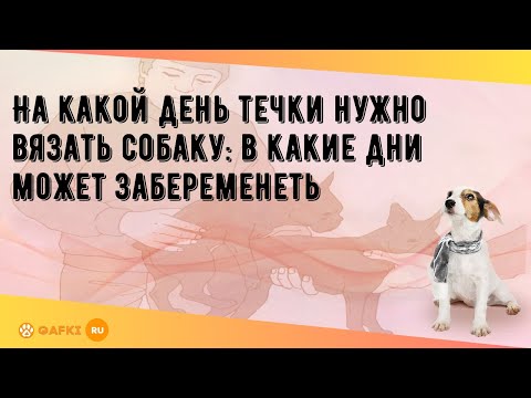Видео: На какой день течки нужно вязать собаку: в какие дни может забеременеть