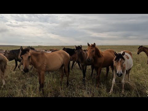 Видео: ЖЫЛҚЫЛАР ШІЛДЕ АЙЫНДА