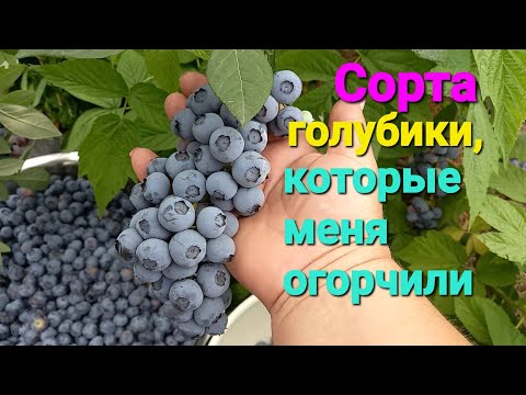 Видео: ТРЕБОВАТЕЛЬНЫЕ, капризные, переодичные сорта голубики.