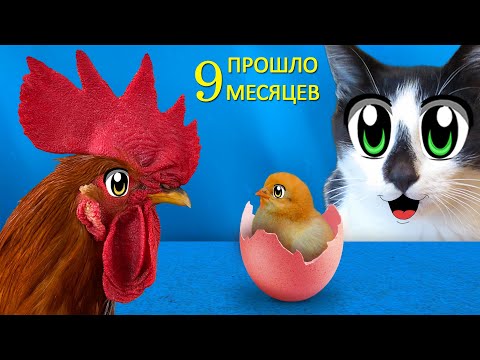 Видео: КАК РОС ПЕТУШОК! Маленький цыплёнок ВЫРОС! Смешные КОТЫ против ПЕТУХА