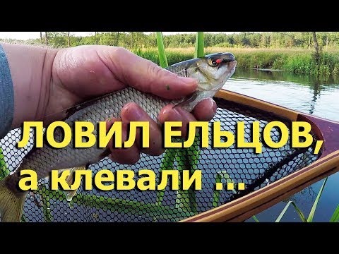 Видео: Ловил ельцов, а клевали... Снасть тенкара. Поиск рыбы на реке.