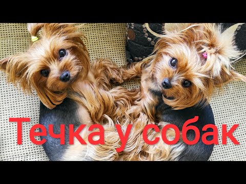 Видео: Течка у собаки