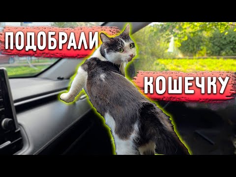 Видео: Подобрали болеющую кошку с улицы, там еще трое, которых заберем завтра. Альма достала Айзу.