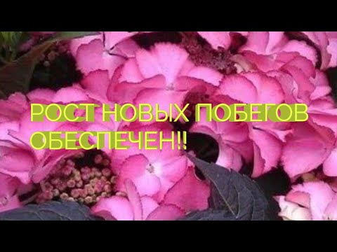 Видео: КАК СТИМУЛИРОВАТЬ РОСТ НОВЫХ ПОБЕГОВ У ГОРТЕНЗИИ И КОРНЕЙ У ЧЕРЕНКОВ