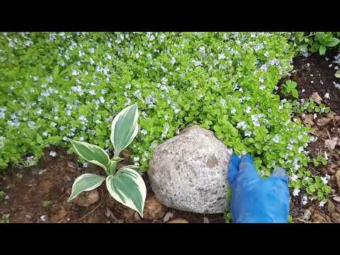 Видео: Вероника нитевидная