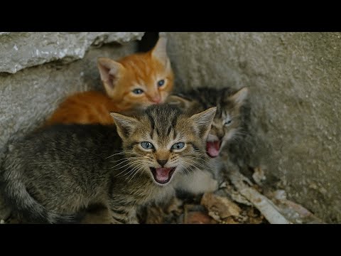 Видео: Малыши-котята грозно шипели на меня и пятились назад... Я погладил одного — реакция растопила сердце