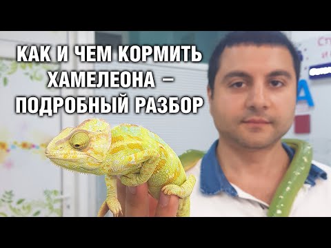 Видео: Хамелеон Йеменский — Кормление в домашних условиях, сколько и что едят