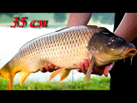 Видео: Допустимый размер рыбы и ракообразных для вылова.