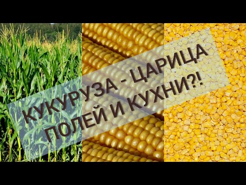 Видео: ОБЗОР И ТЕСТ КУКУРУЗА: bonduelle, heinz, globus, no name, бояринъ, красная цена, овощной край