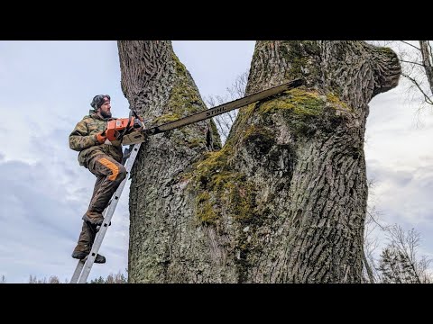 Видео: ЛУЧШИЙ В МИРЕ АРБОРИСТ ДЕМОНСТРИРУЕТ УНИКАЛЬНУЮ ТЕХНИКУ ВАЛКИ ГИГАНТСКИХ ДЕРЕВЬЕВ!