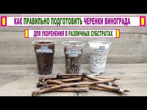 Видео: 🍇 Как подготовить ЧЕРЕНКИ ВИНОГРАДА для укоренения в КОКОСОВОМ ТОРФЕ или в любом другом субстрате!