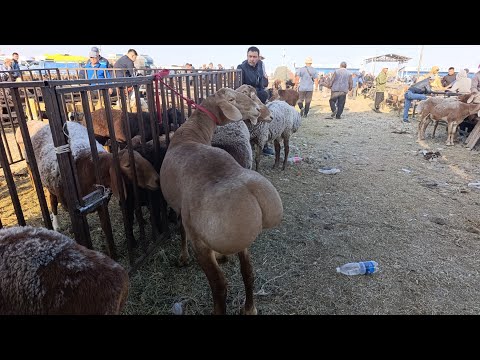 Видео: КОЙ Базар СОКУЛУК МАЛ БАЗАР 13/09/25/