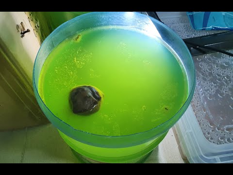 Видео: Эксперимент по 100 кратному увеличению Дафнии моина! Metode pemuliaan daphnia moina di Indonesia!