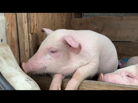Видео: РИНОК (Базар) огляд та ЦІНИ на тварин! Рекомендую переглянути! 16.04.2025.  Частина 2 #ринок #село
