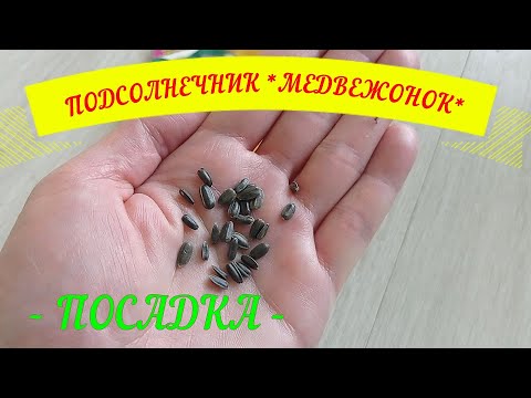 Видео: ПОДСОЛНЕЧНИК *МЕДВЕЖОНОК*.ПОСАДКА#посадка#подсолнечник#межвежонок#подсолнечникпосадка#желтыецветы#