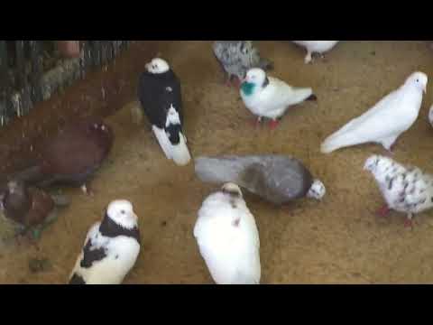 Видео: #Pigeons.Когда заканчивается линка у голубей.