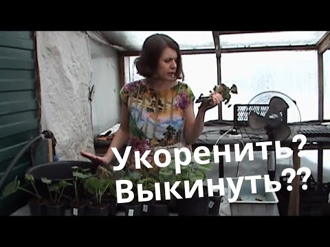 Видео: Укореняются ли старые черенки пеларгонии?