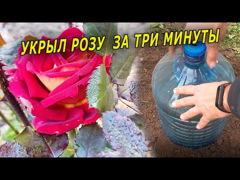 Видео: БЕСПЛАТНЫЙ СПОСОБ УКРЫТИЯ РОЗЫ НА ЗИМУ. УКРЫТИЕ РОЗ НА ЗИМУ. КАК УКРЫТЬ РОЗУ ОСЕНЬЮ. РОЗОВОДСТВО.