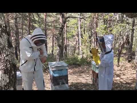 Видео: Зарисовки Франции #2: лаванда в предгорьях Прованса