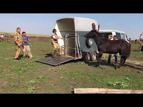 Видео: Погрузка Леброна в коневоз