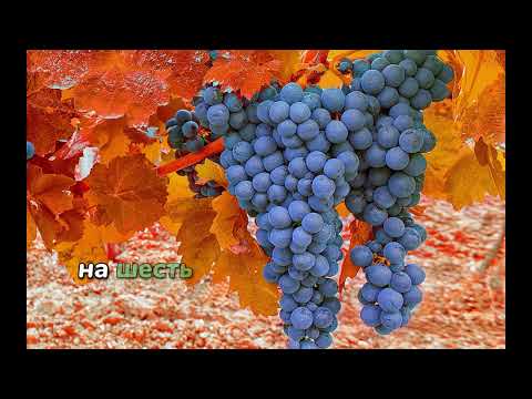 Видео: Подготовка винограда к зиме: 5 обязательных этапов осеннего ухода