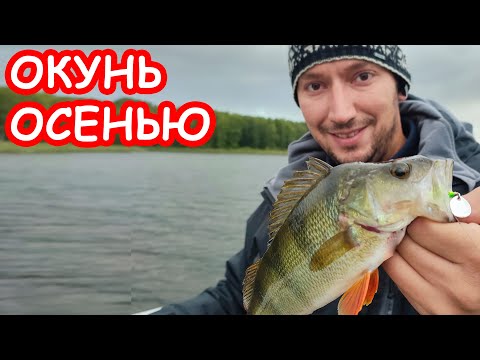 Видео: ЛОВЛЯ ОКУНЯ ОСЕНЬЮ. РЫБАЛКА НА СПИННИНГ. ПРИМАНКИ И ПРОВОДКИ НА ОКУНЯ
