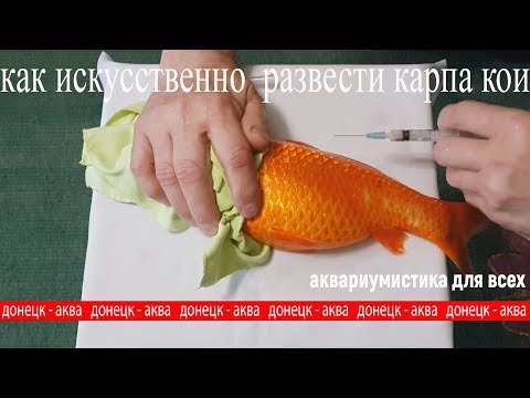 Видео: а что так можно было шок, эксперемент 2 как искусственно  развести карпа кои , Amazing idea