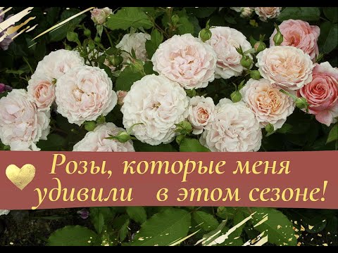 Видео: Розы, которые меня удивили в этом сезоне!