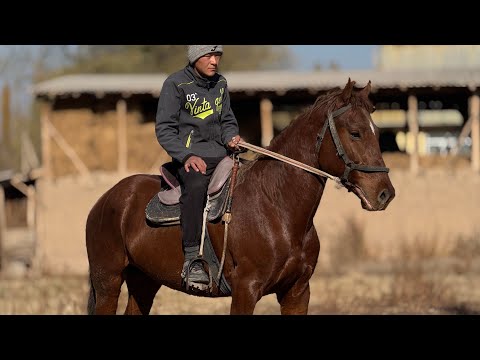 Видео: КУРЧ КУНАН ЧЫКТЫ АРЗАН БААДА 🤯#байтв 