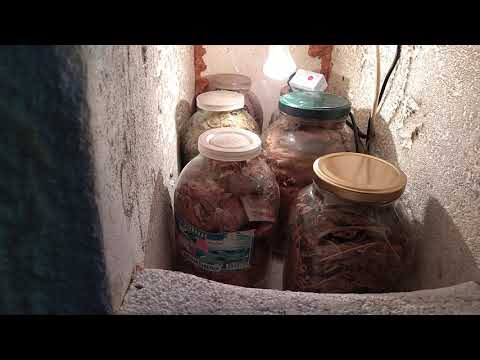 Видео: Ферментация махорки.