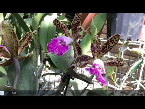 Видео: Cattleya Peckhaviensis. Гибриды Пятнистых Каттлей, Мистическая Леди. C. Pittiae, Blc. Mystic Lady,