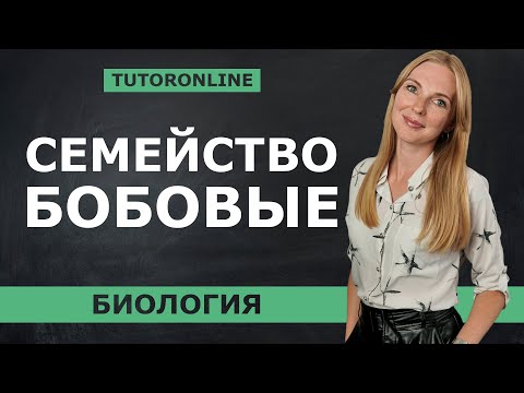 Видео: Семейство бобовые | Биология TutorOnline