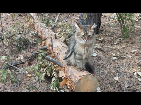 Видео: Приколы с Луной  во время прогулки