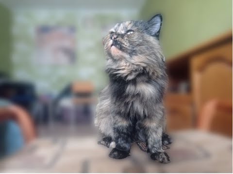 Видео: Знакомство сиротки с нашими питомцами