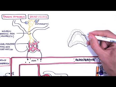 Видео: Гормоны гомеостаза биологических жидкостей (АДГ/вазопрессин, альдостерон и натрийуретические пепт...