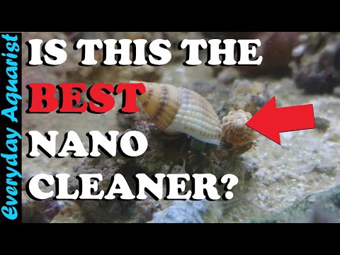Видео: Какую команду по уборке следует использовать в вашем нано-аквариуме?