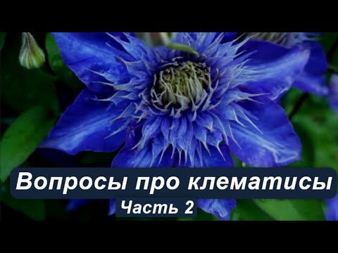 Видео: Ответы на ваши вопросы по выращиванию клематисов