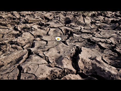 Видео: Падает урожай плодородие почвы Вынос минеральных веществ бывает?