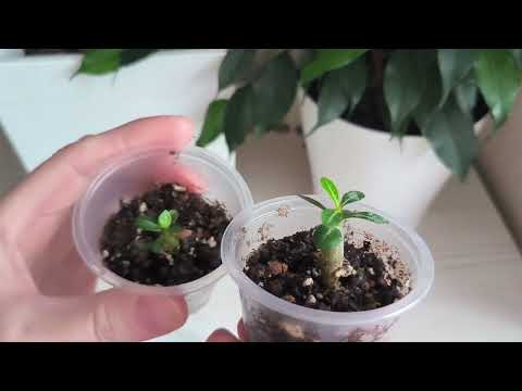 Видео: Как выращивать адениумы 🌺     
