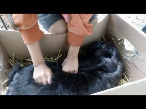 Видео: Крольчиха не кормит крольчат! Что делать?