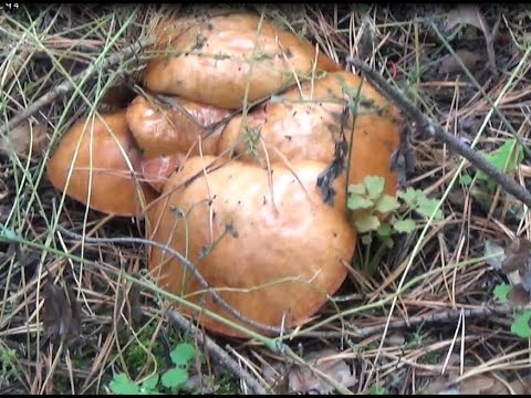 Видео: КАК  БЫСТРО И ЛЕГКО ПОЧИСТИТЬ МАСЛЯТА. Секрет блудного грибника.