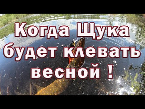 Видео: КОГДА щука БУДЕТ КЛЕВАТЬ весной !!! Тактика ловли щуки весной на реке . Рыбалка на Щуку .