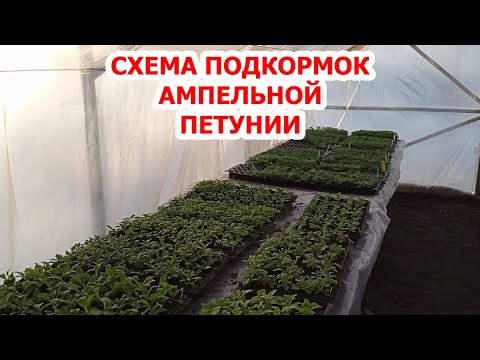 Видео: СХЕМА ПОДКОРМОК АМПЕЛЬНОЙ ПЕТУНИИ.