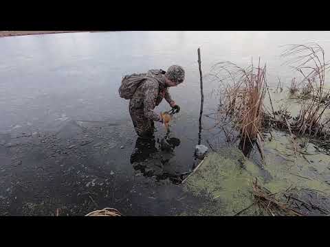 Видео: На ловушке – ранняя охота на ондатру! Много улова! Сезон 1, серия 15
