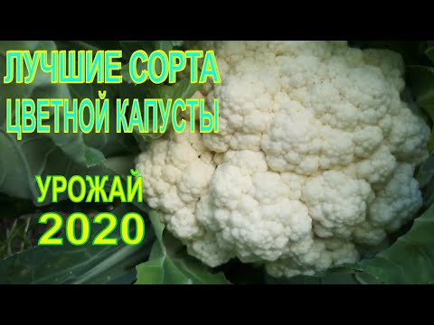 Видео: ЛУЧШИЕ СОРТА ЦВЕТНОЙ КАПУСТЫ. ОБЗОР УРОЖАЯ ЦВЕТНОЙ КАПУСТЫ 2020.