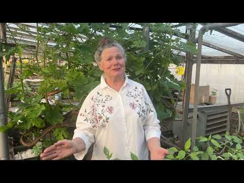 Видео: САДШУБИНОЙ.РФ - покупай рассаду и саженцы без очередей!