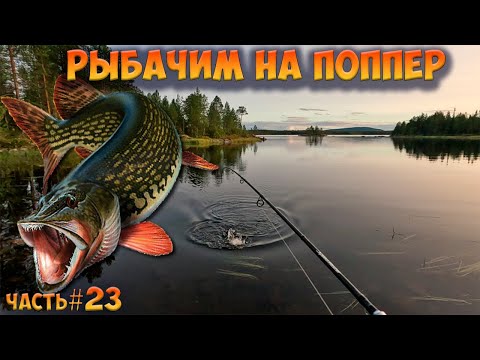 Видео: #23 Рыбачим на поппер | Ковдозеро 2023