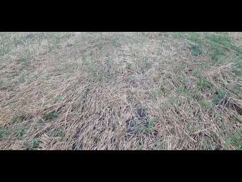 Видео: Выращивание проса. No-till 03.07.2019. Всходы пожнивного проса