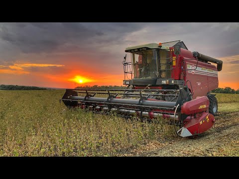 Видео: Полесье GS12 на уборке сои