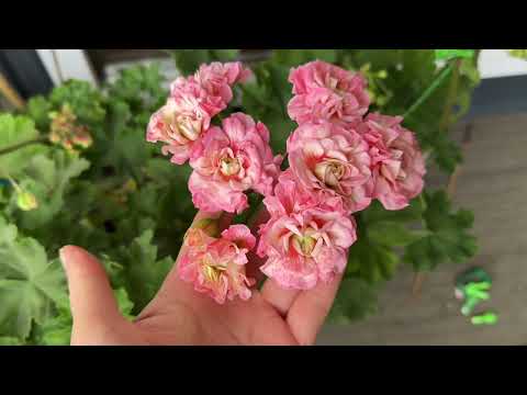 Видео: 1️⃣5️⃣ Пеларгонии осенью 🌸//Черенкую🌿//Укореняю🪴//Четко и понятно 👌